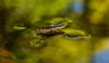 Water Striders